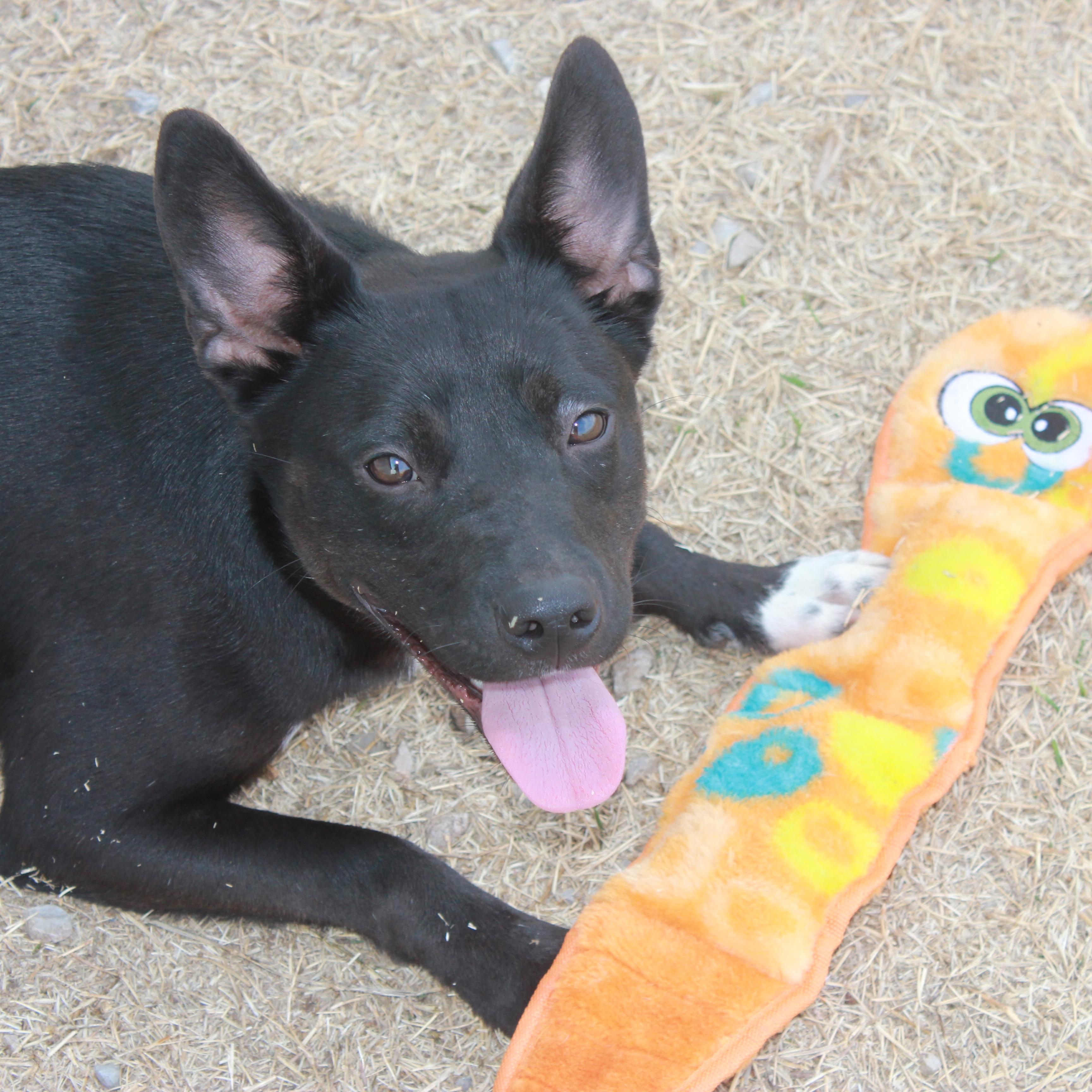 Enlarge Milo, a ADOPTABLE mixed breed in Geronimo, OK image 2/4