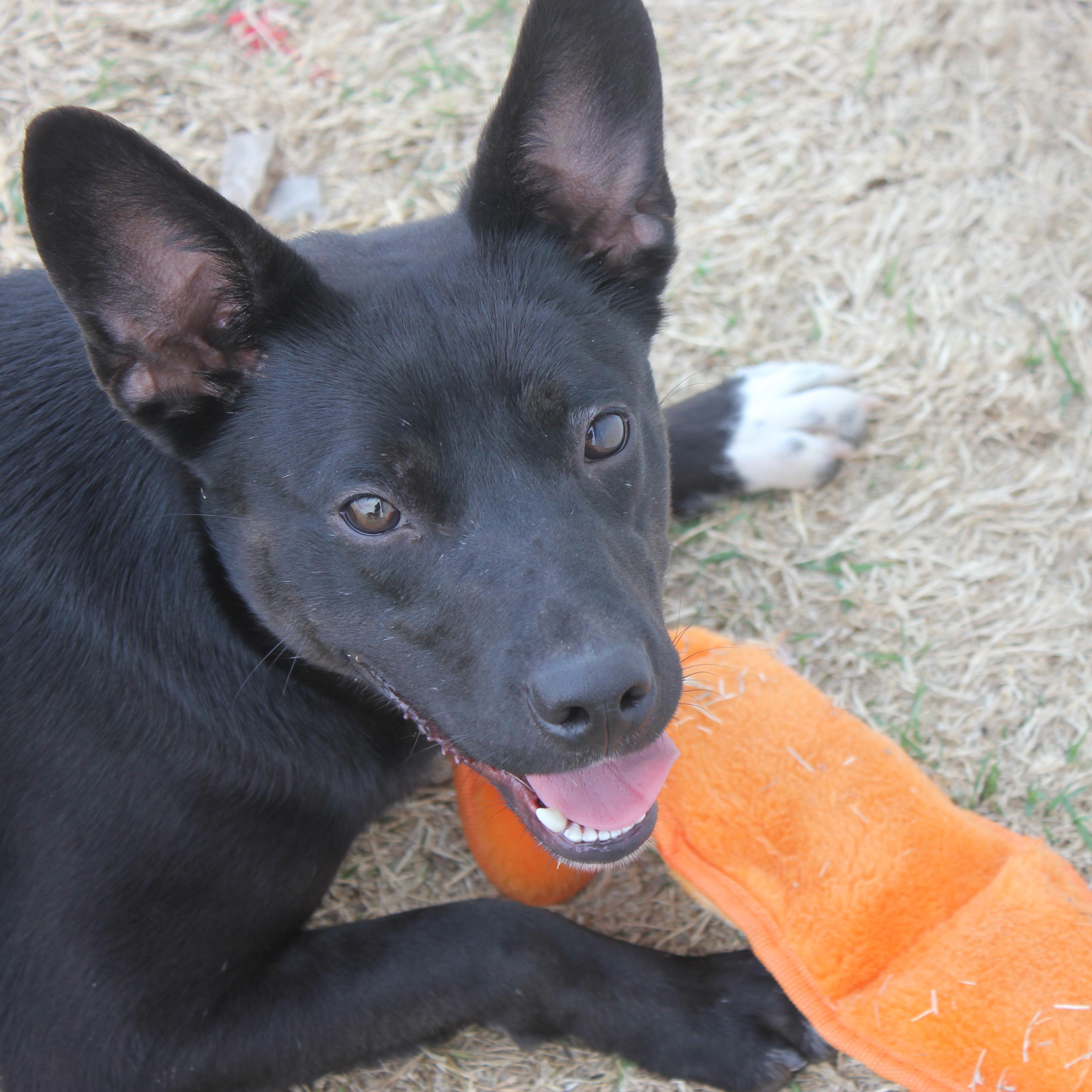 Milo, ADOPTABLE, Young Male Black Labrador Retriever.