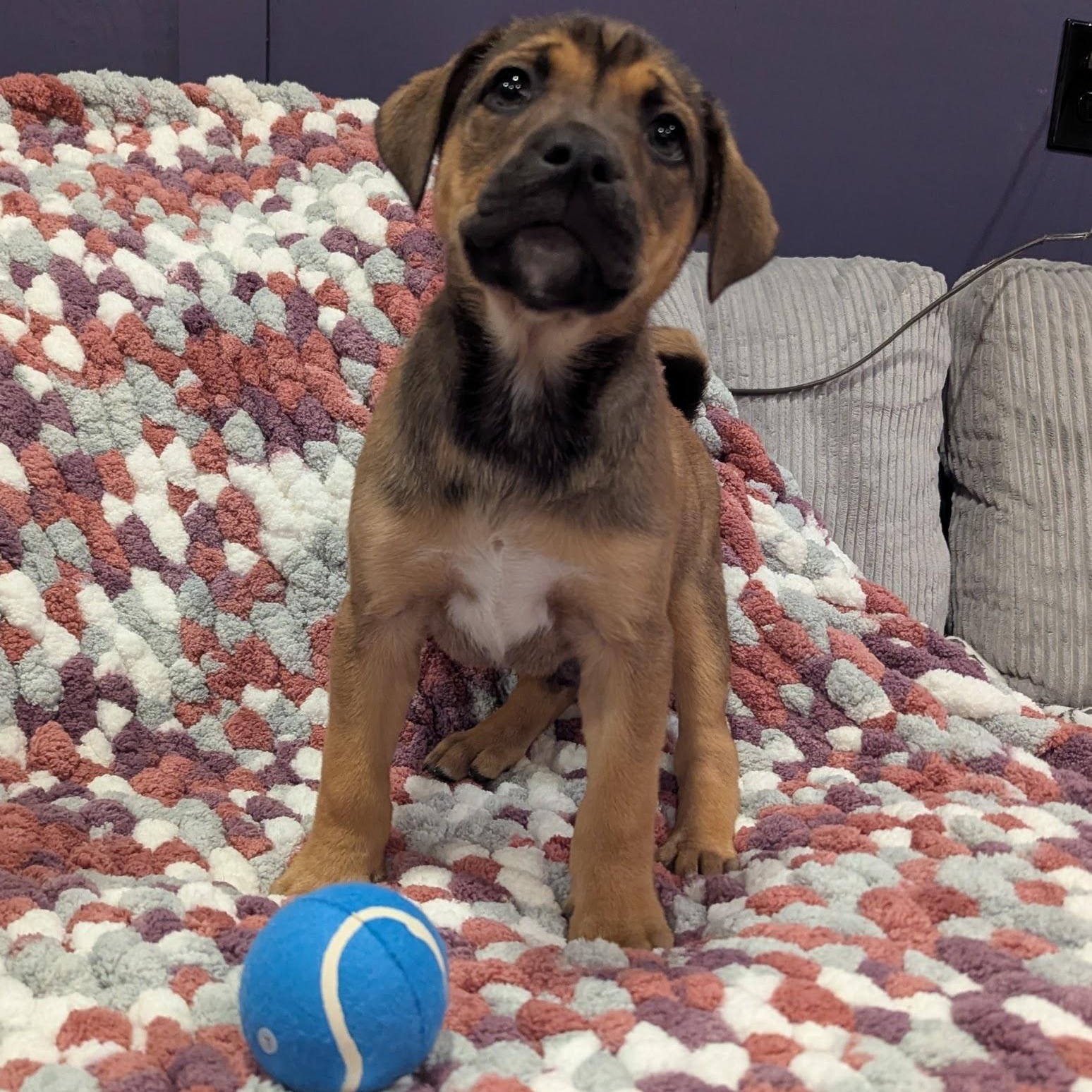 Enlarge Dennis, an adopted mixed breed in Sparta, NJ image 3/3