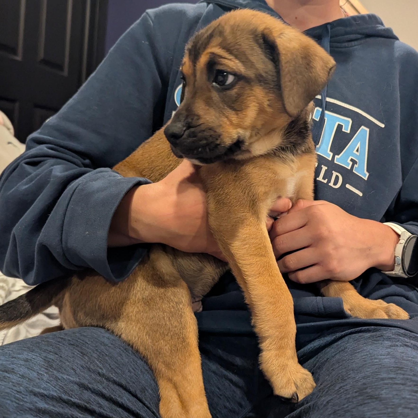 Enlarge Dennis, an adopted mixed breed in Sparta, NJ image 2/3