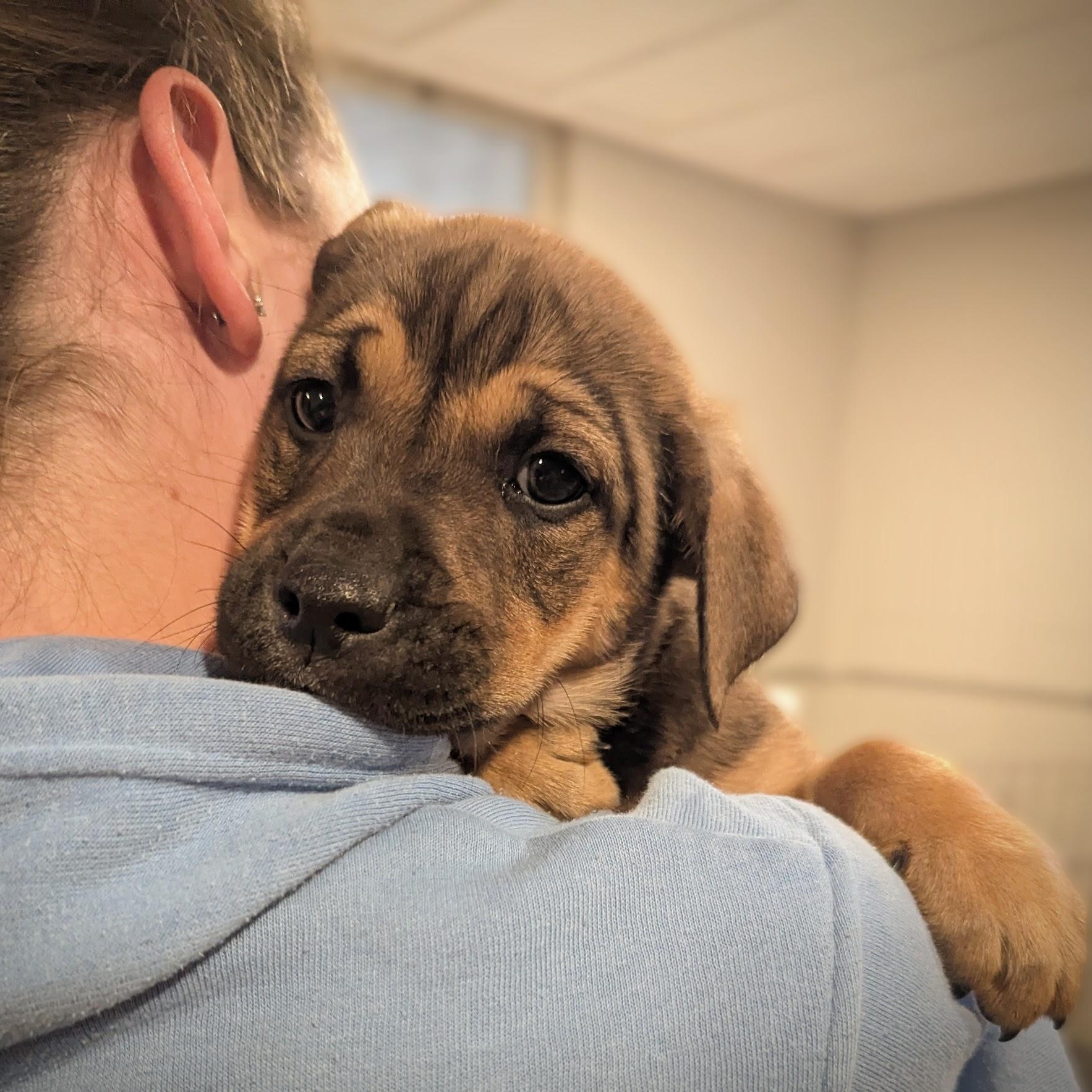 Dennis, adopted, Puppy Male Boxer & Terrier.
