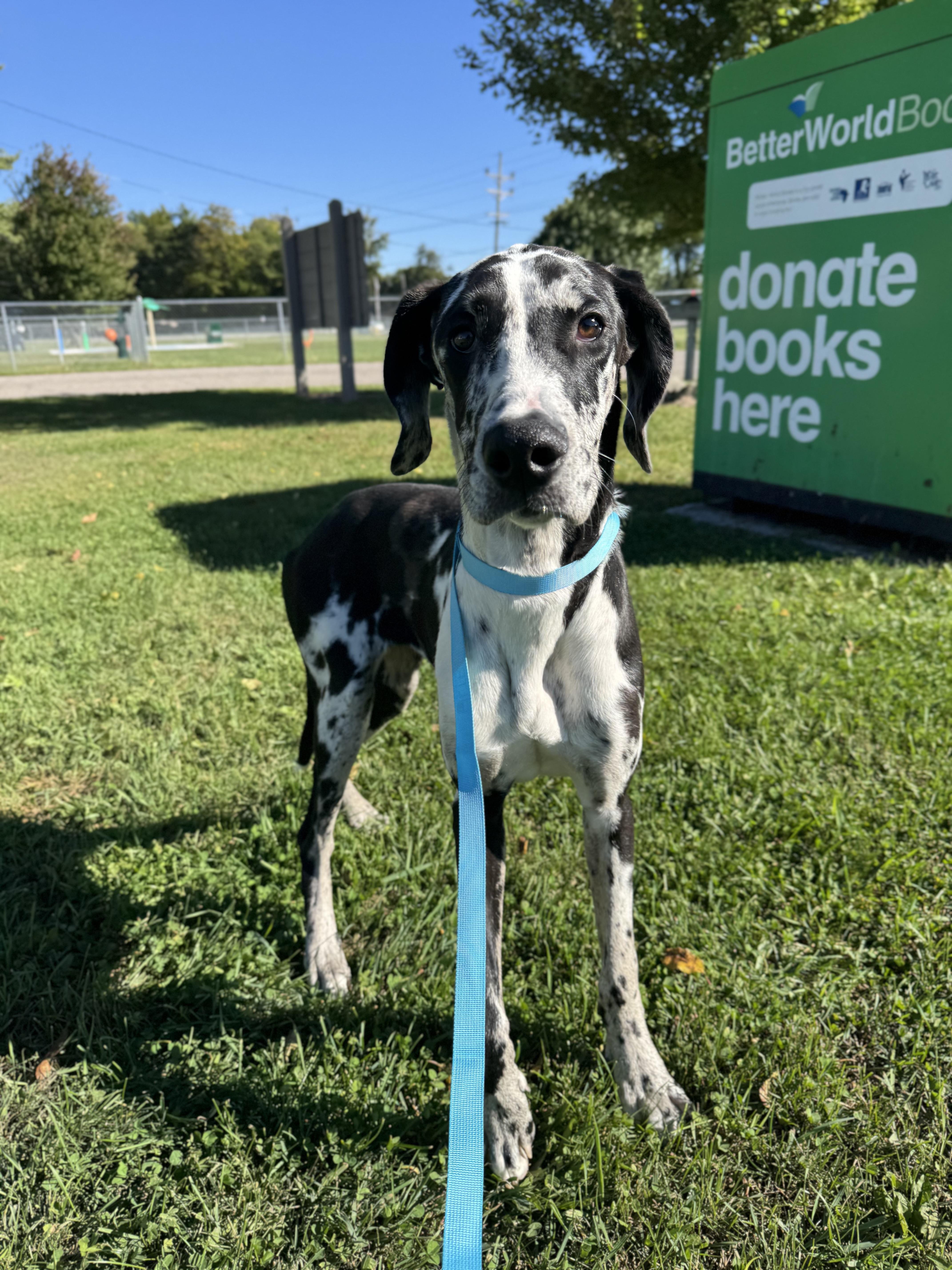 Dottie, Adopted, Young Female Great Dane.
