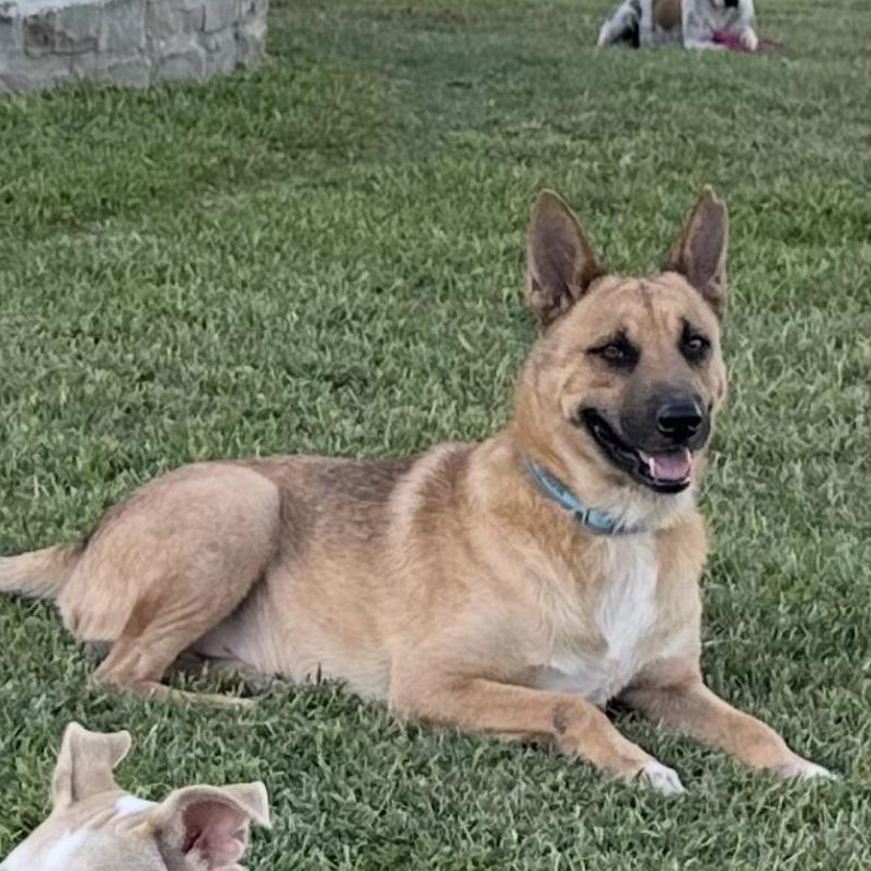 Aidan, Adoptable, Young Male German Shepherd Dog.