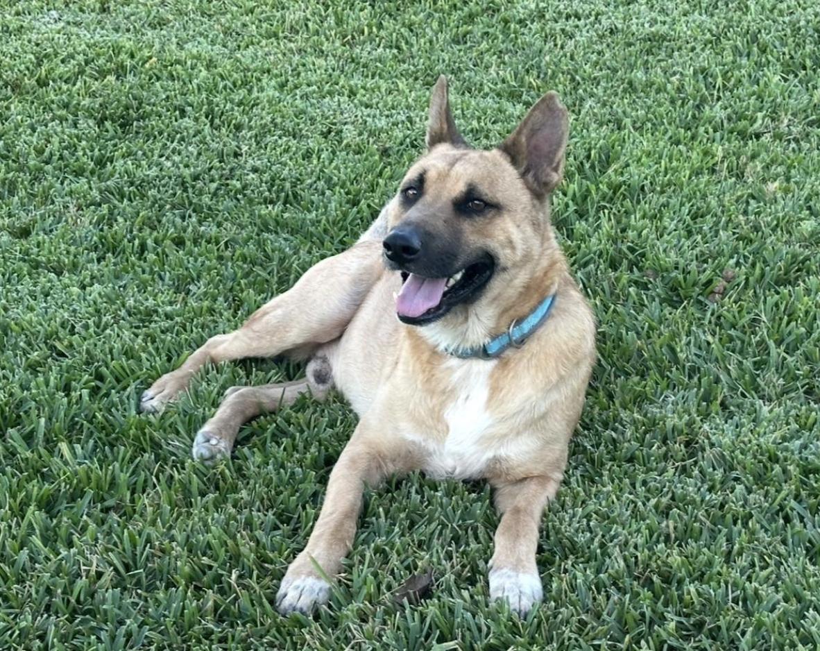 Aidan, a Adoptable mixed breed in Boston, MA image 2/4