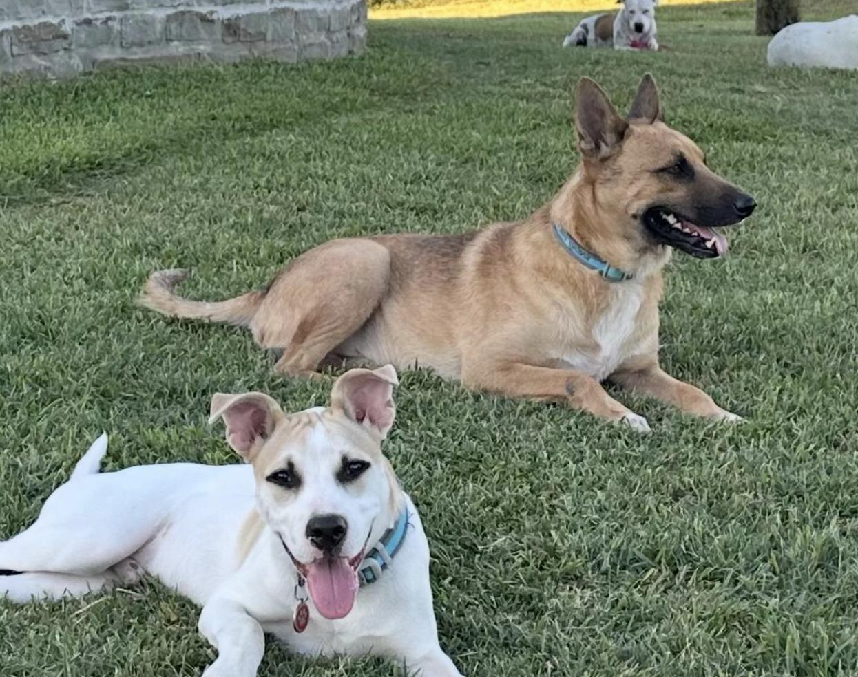 Aidan, a Adoptable mixed breed in Boston, MA image 3/4