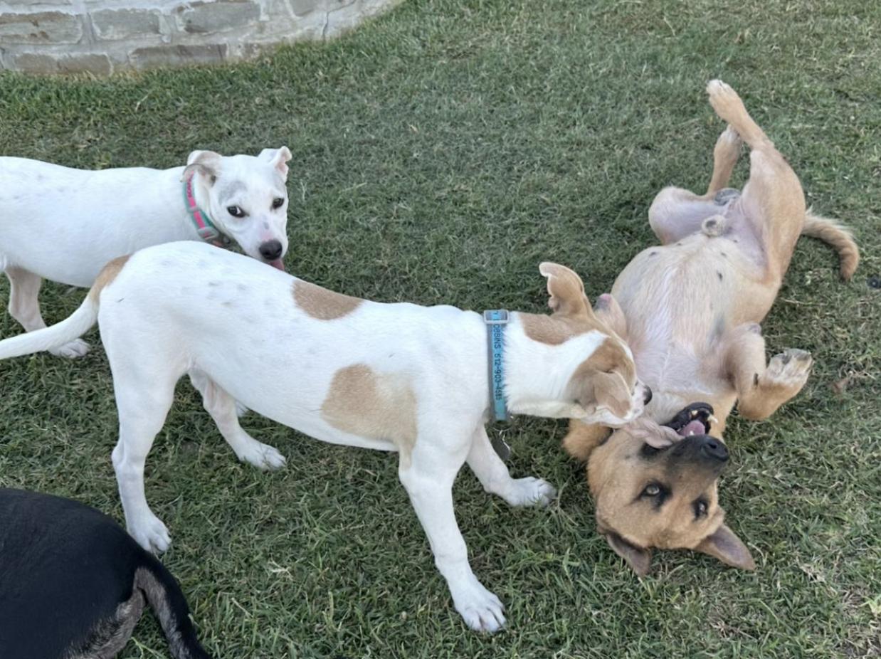 Aidan, a Adoptable mixed breed in Boston, MA image 4/4