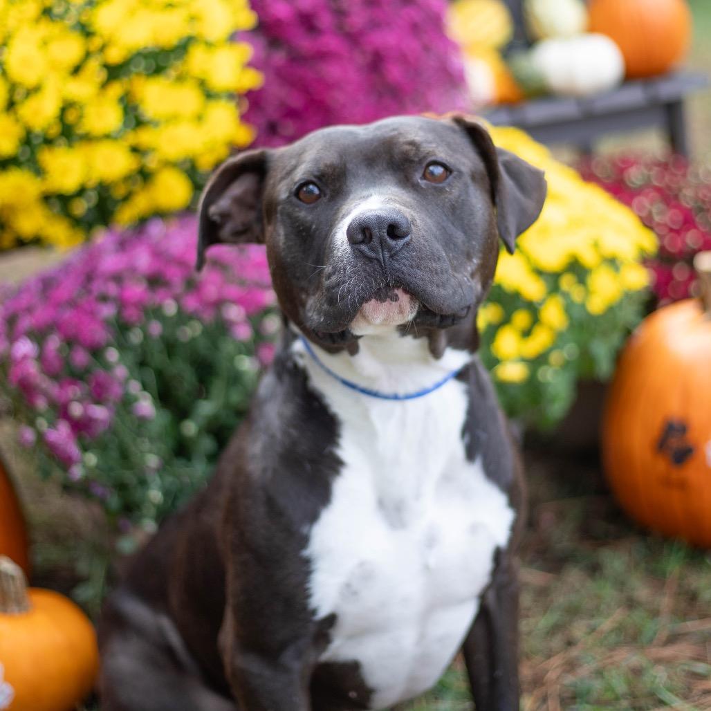 Cabbage, a Adoptable mixed breed in Brownsboro, AL image 1/6
