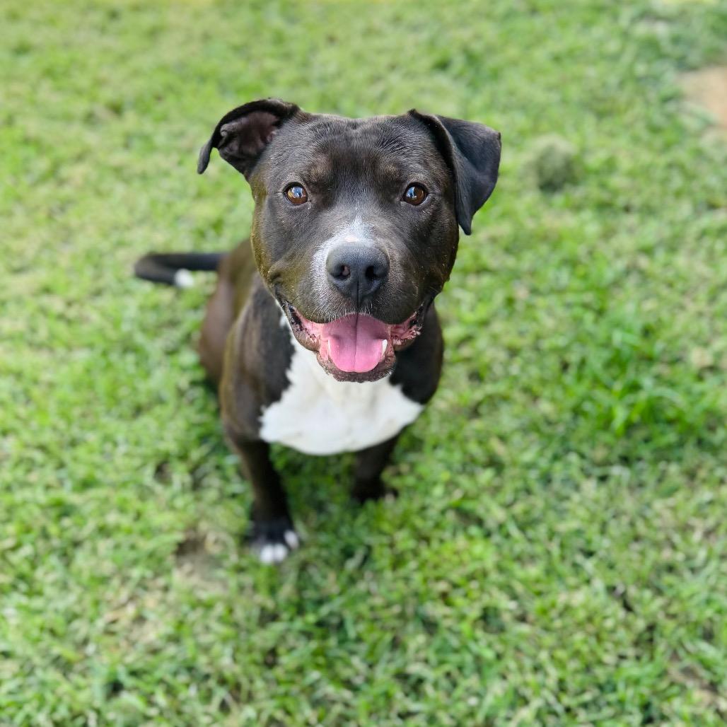 Cabbage, a Adoptable mixed breed in Brownsboro, AL image 2/6