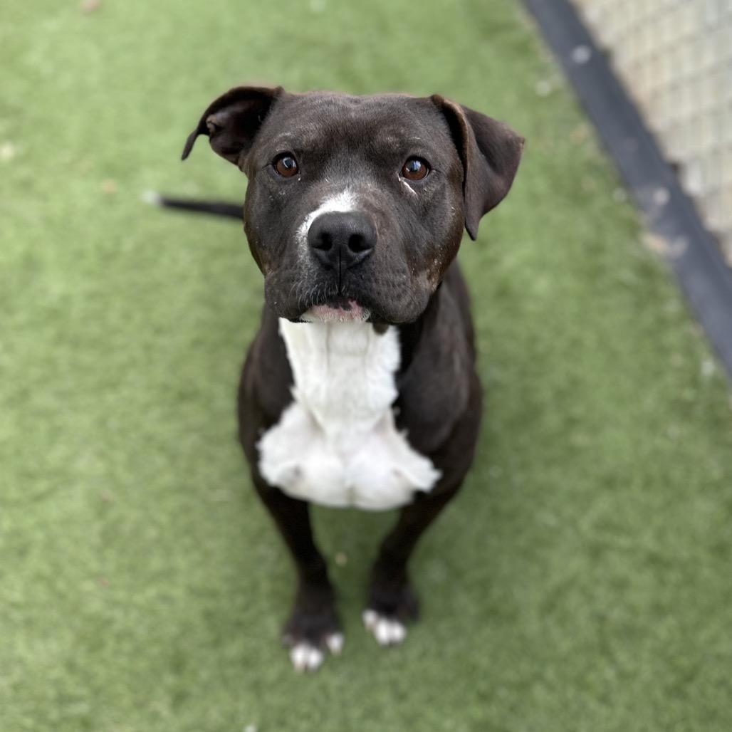 Cabbage, a Adoptable mixed breed in Brownsboro, AL image 3/6