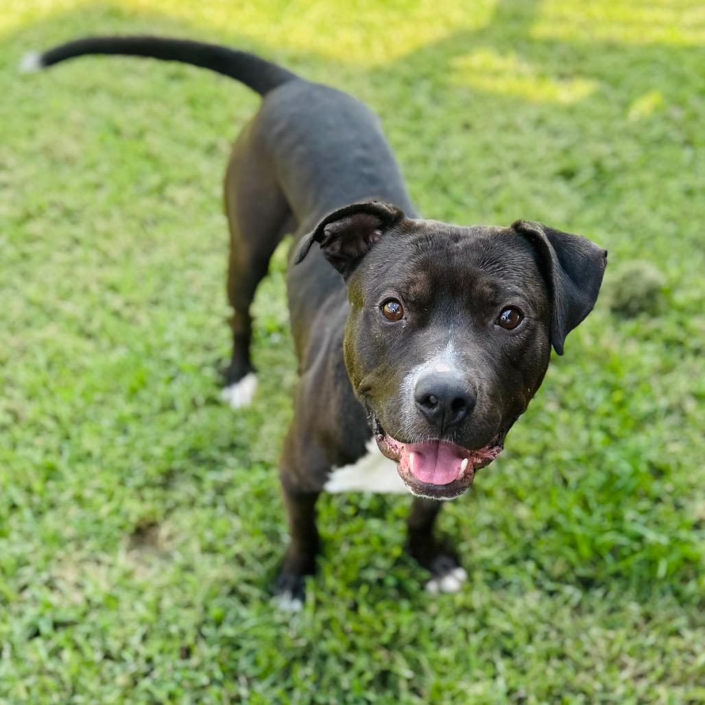 Cabbage — thumbnail 5