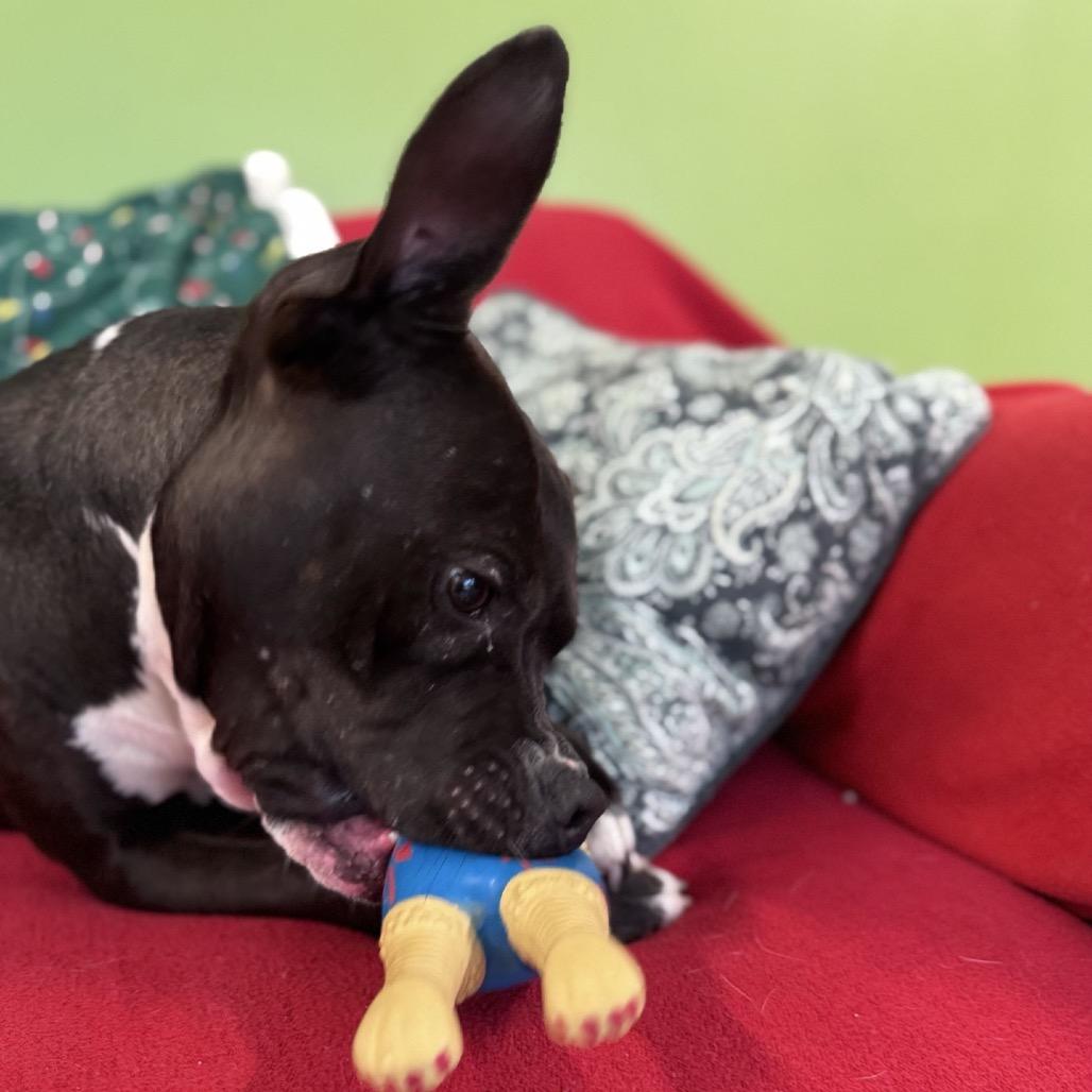 Cabbage — thumbnail 6