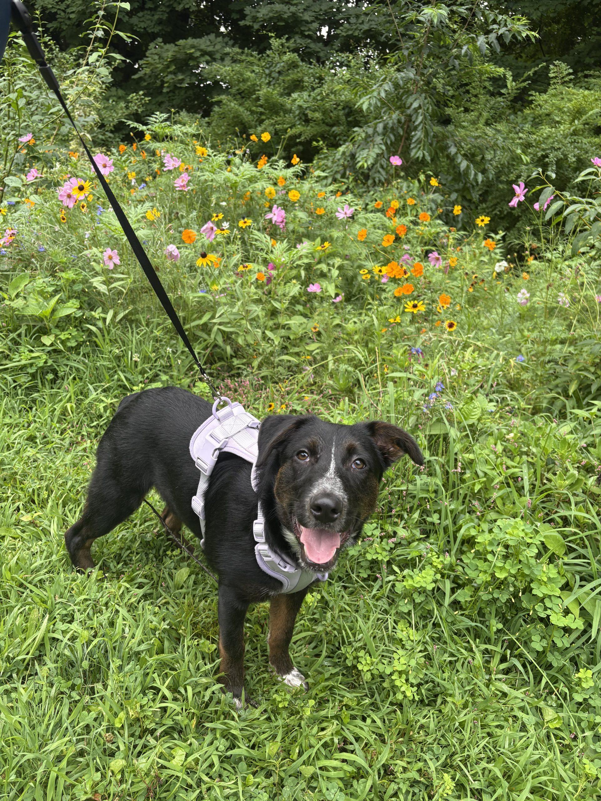 Enlarge Jill, a Adoptable mixed breed in Hamden, CT image 1/5