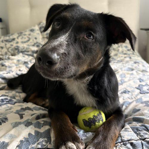 Enlarge Jill, a Adoptable mixed breed in Hamden, CT image 2/5