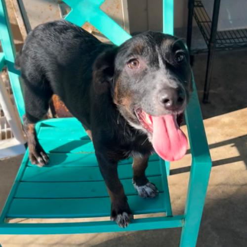 Jill, Adoptable, Young Female Mixed Breed.