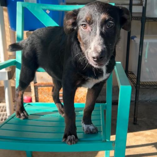 Enlarge Jill, a Adoptable mixed breed in Hamden, CT image 4/5