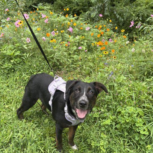 Enlarge Jill, a Adoptable mixed breed in Hamden, CT image 4/5