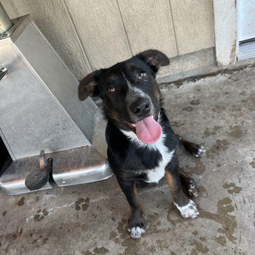 Enlarge Jill, a Adoptable mixed breed in Hamden, CT image 2/3