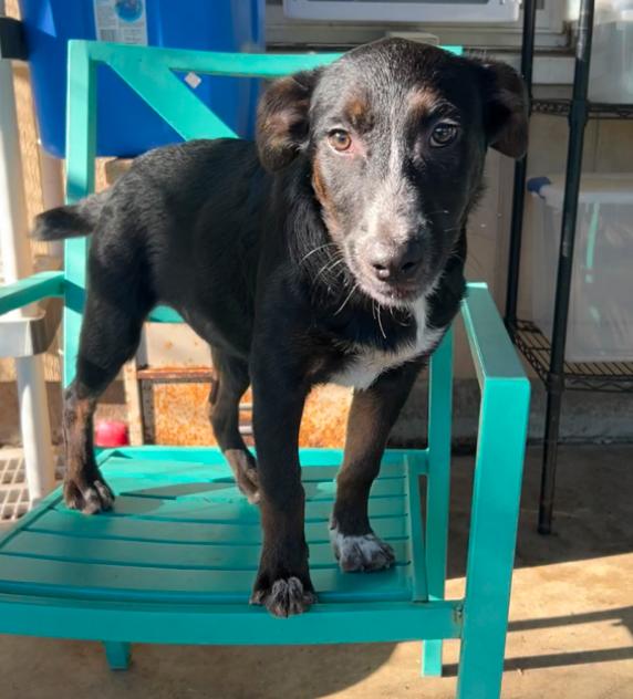 Enlarge Jill, a Adoptable mixed breed in Hamden, CT image 3/3