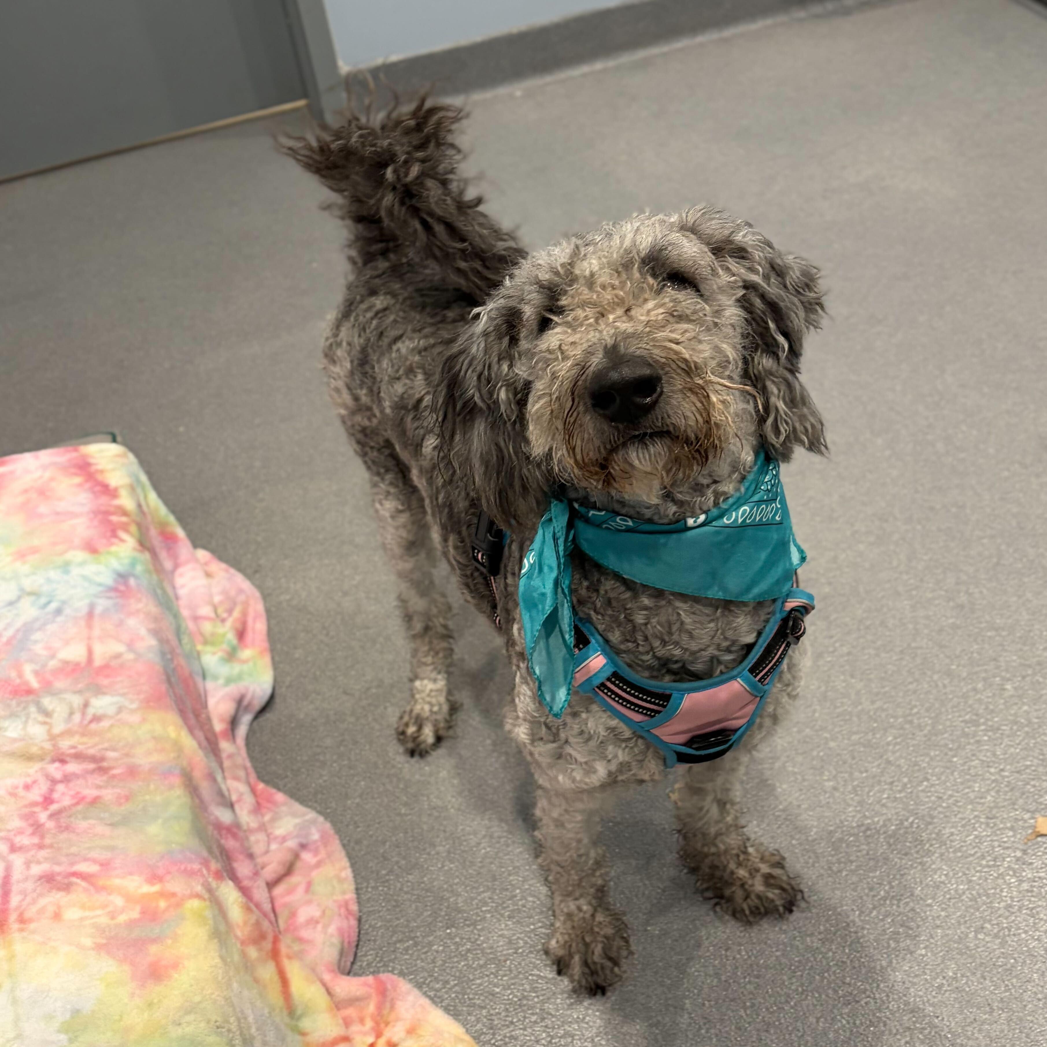 Enlarge Gracie, a ADOPTABLE Standard Poodle in Canal Winchester, OH image 2/3