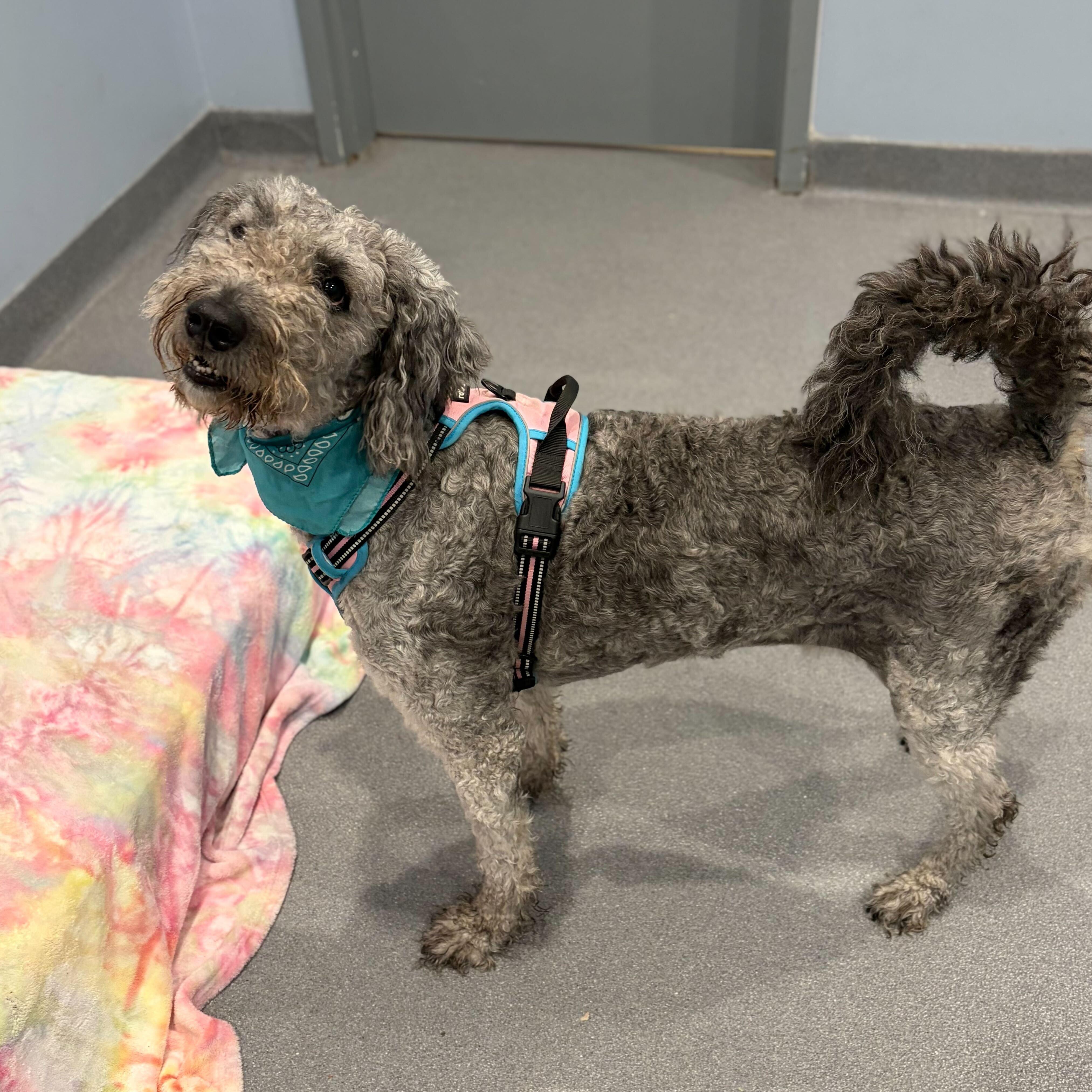 Enlarge Gracie, a ADOPTABLE Standard Poodle in Canal Winchester, OH image 3/3