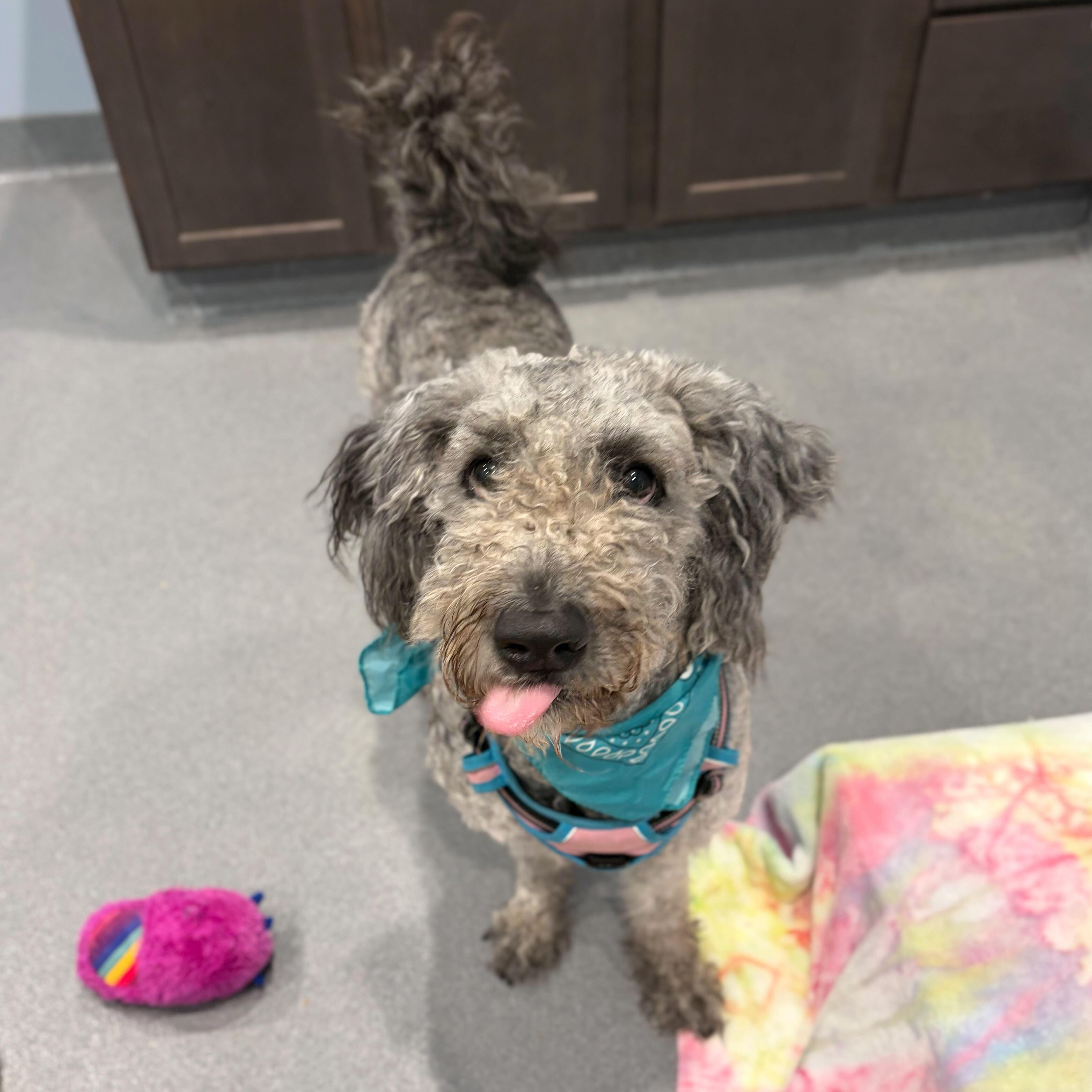 Enlarge Gracie, a ADOPTABLE Standard Poodle in Canal Winchester, OH image 1/3