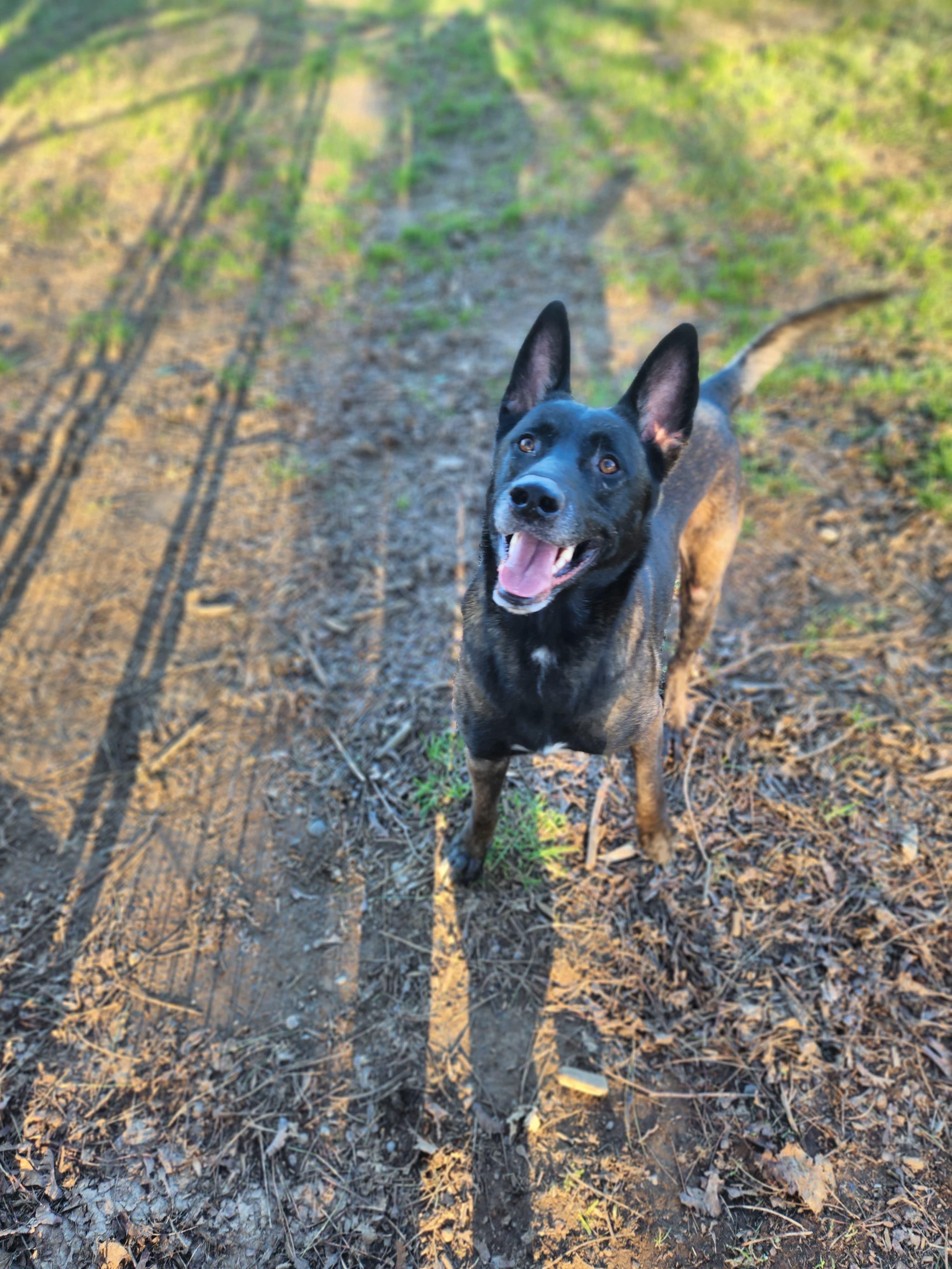 Enlarge Hendrix, a Adoptable Belgian Shepherd / Malinois in Vancouver, WA image 1/6