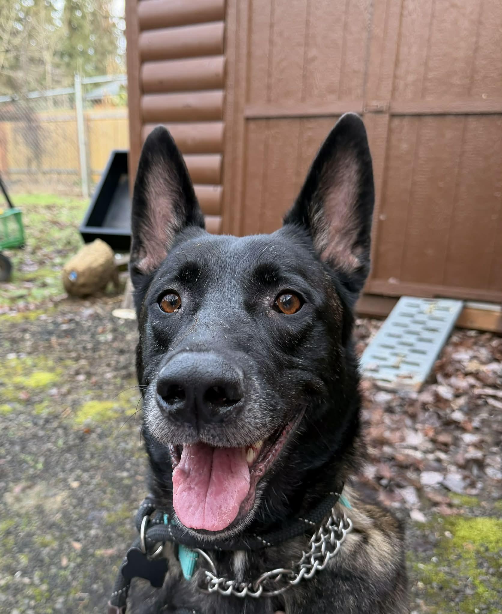 Enlarge Hendrix, a Adoptable Belgian Shepherd / Malinois in Vancouver, WA image 5/6