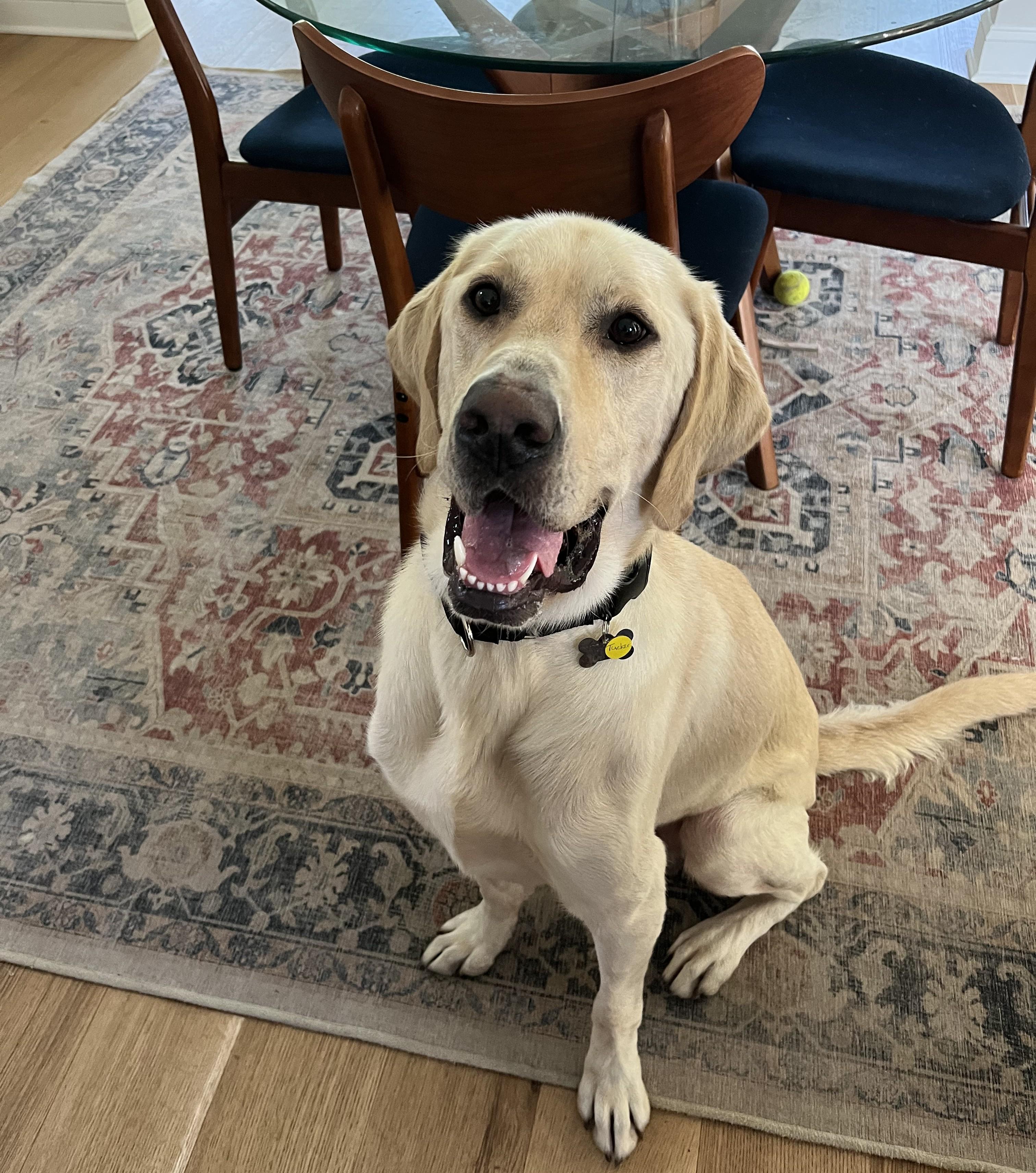 Tucker, a Adoptable Yellow Labrador Retriever in Albany, NY image 5/6