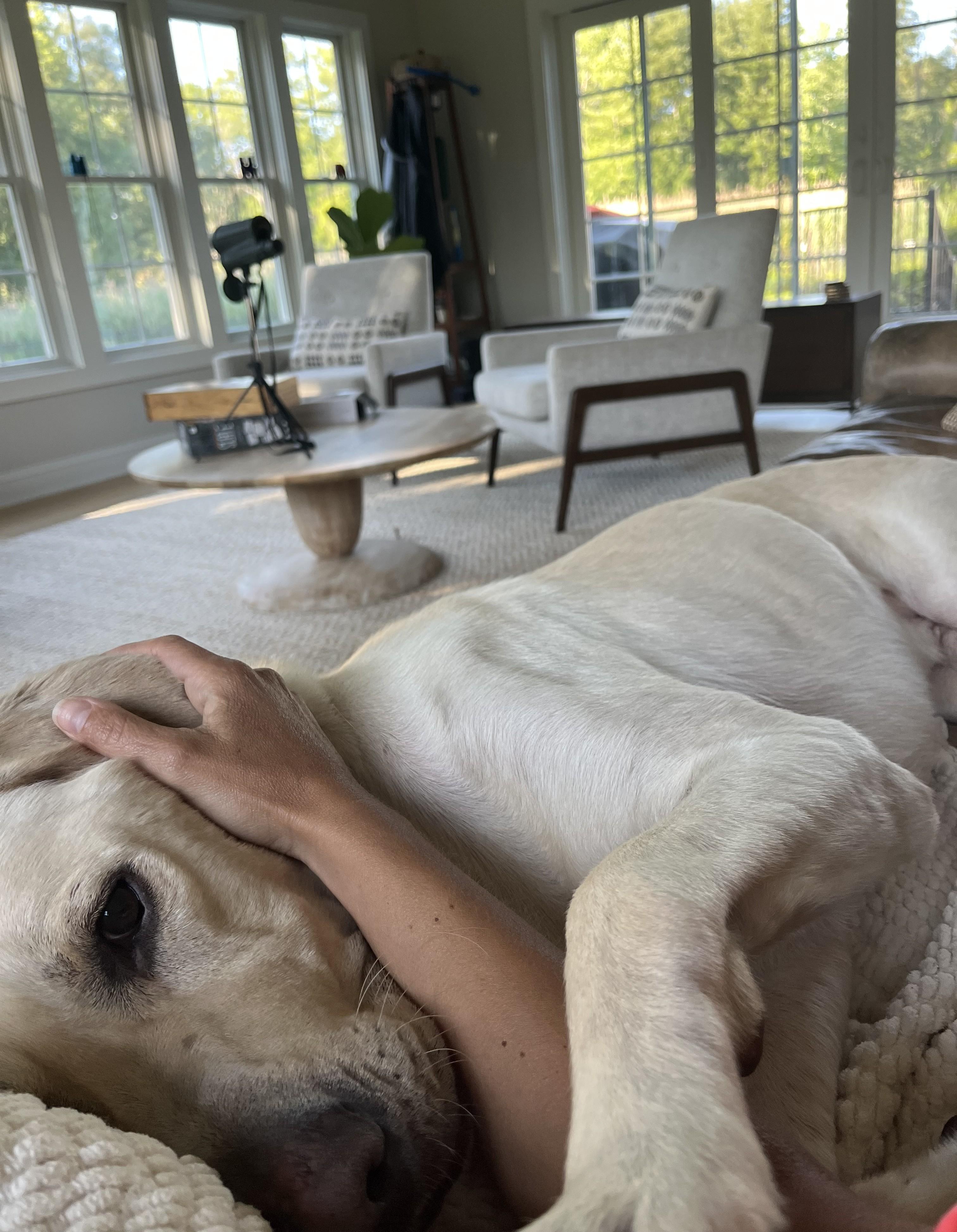 Tucker, a Adoptable Yellow Labrador Retriever in Albany, NY image 4/6