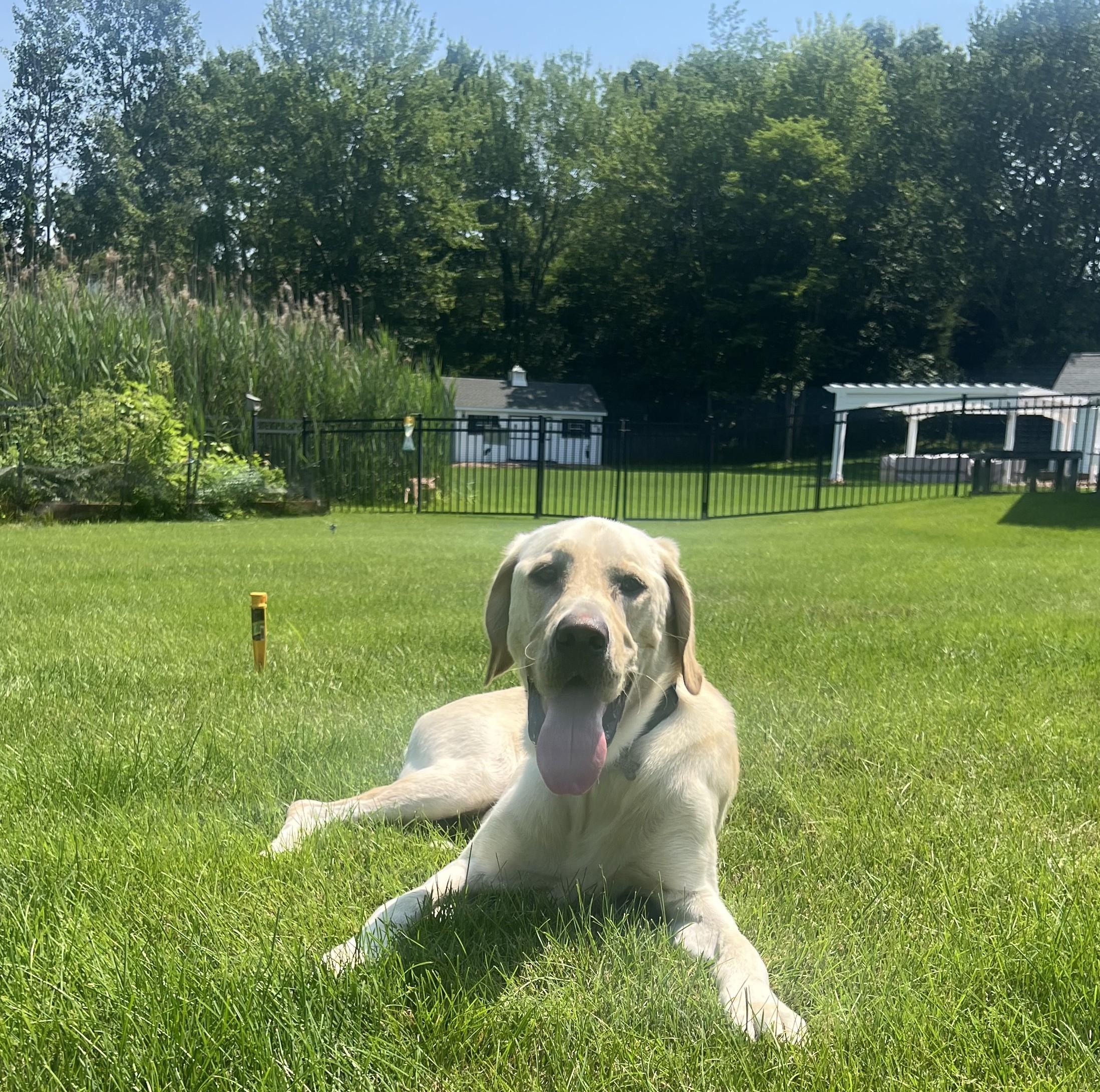 Tucker, a Adoptable Yellow Labrador Retriever in Albany, NY image 3/6