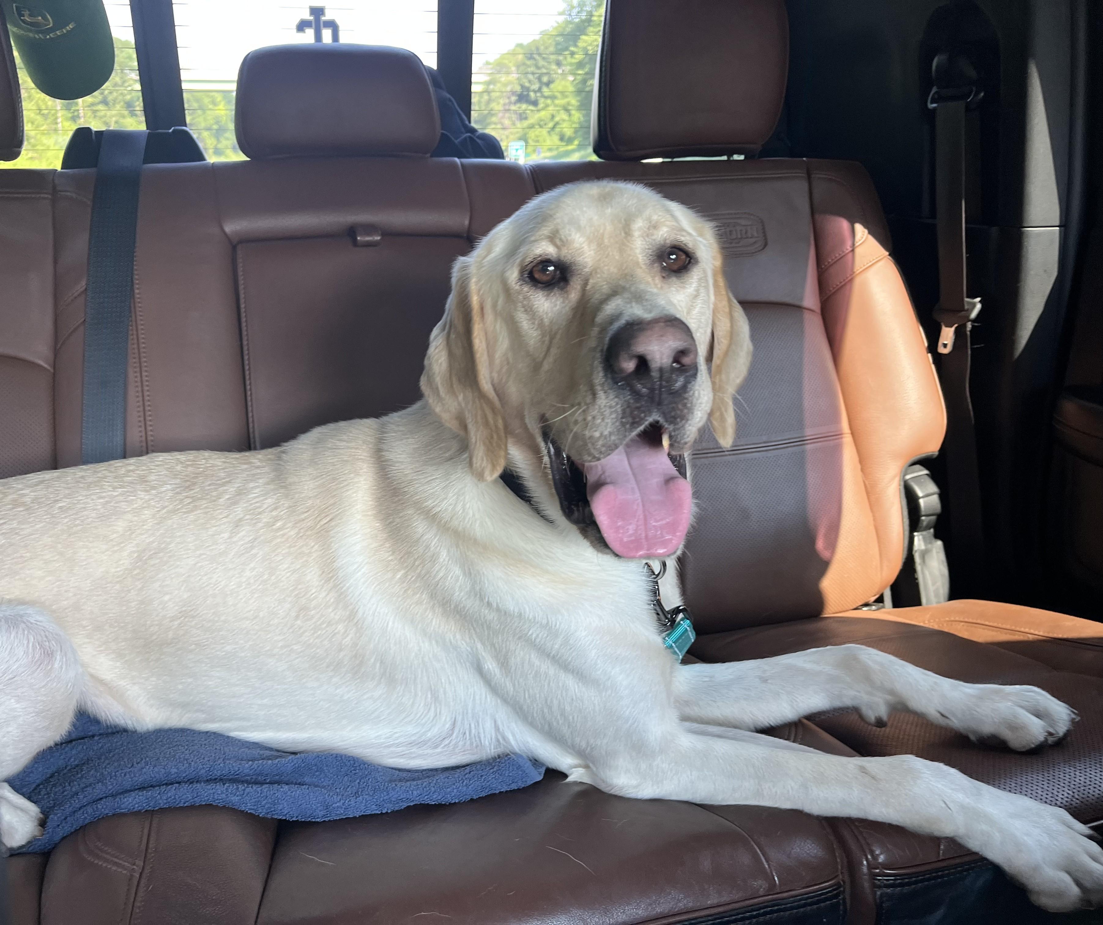 Tucker, a Adoptable Yellow Labrador Retriever in Albany, NY image 6/6