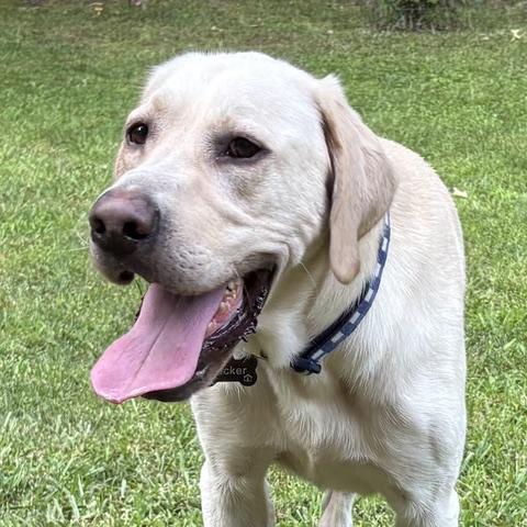 Tucker, a Adoptable Yellow Labrador Retriever in Albany, NY image 2/6