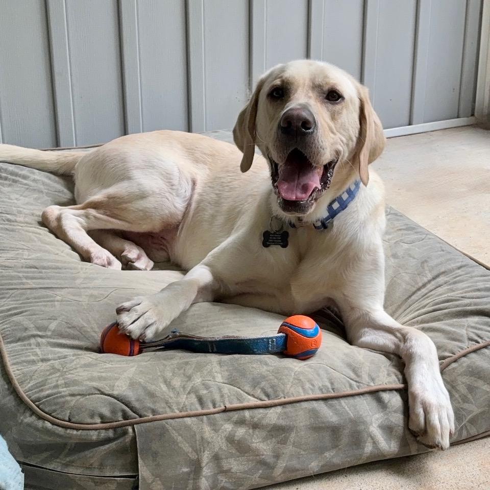 Tucker, a Adoptable Yellow Labrador Retriever in Albany, NY image 1/6