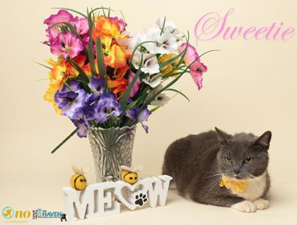 Enlarge Sweetie, a Adoptable mixed breed in Fairhope, AL image 2/2