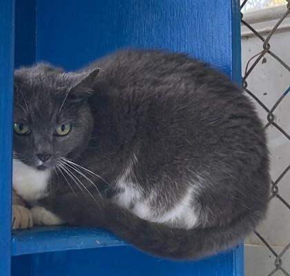 Sweetie, a Adoptable mixed breed in Fairhope, AL image 2/2