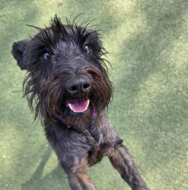 Ace, Adoptable, Adult Male Schnauzer.