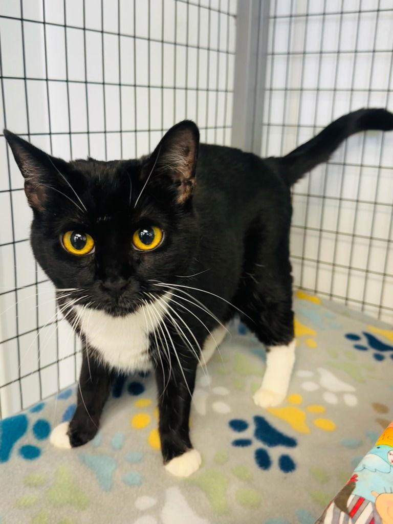 Lucykins, Adoptable, Adult Female Domestic Short Hair.