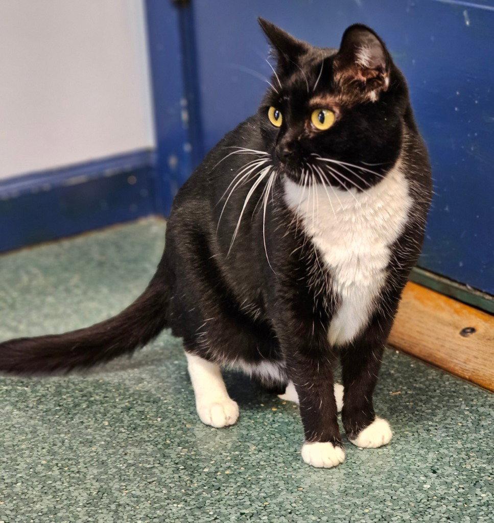 Lucykins, Adoptable, Adult Female Domestic Short Hair.