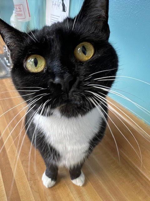 Enlarge Lucykins, a Adoptable Domestic Short Hair in Lovingston, VA image 2/3