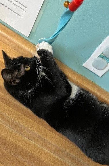 Lucykins, a Adoptable Domestic Short Hair in Lovingston, VA image 1/3