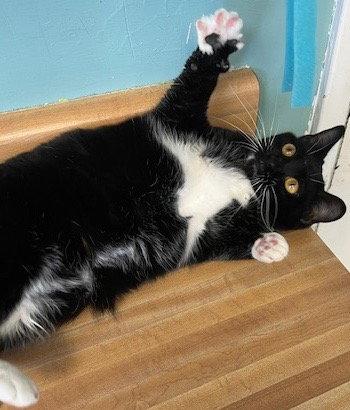 Lucykins, a Adoptable Domestic Short Hair in Lovingston, VA image 2/3