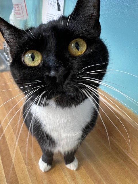 Lucykins, a Adoptable Domestic Short Hair in Lovingston, VA image 3/3