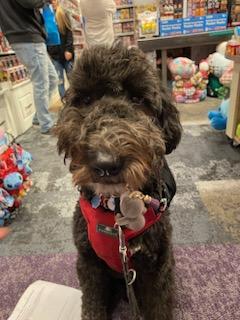 Echo, Adopted, Adult Female Old English Sheepdog & Poodle.