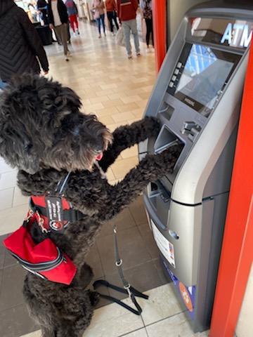 Echo, a Adopted mixed breed in Marietta, GA image 2/2