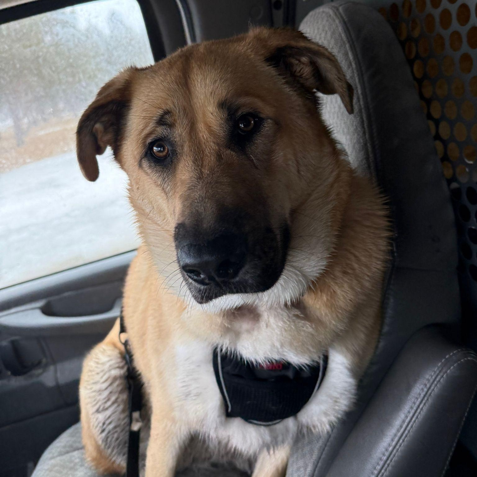 Enlarge Flynn, a ADOPTABLE mixed breed in Morden, MB image 1/2