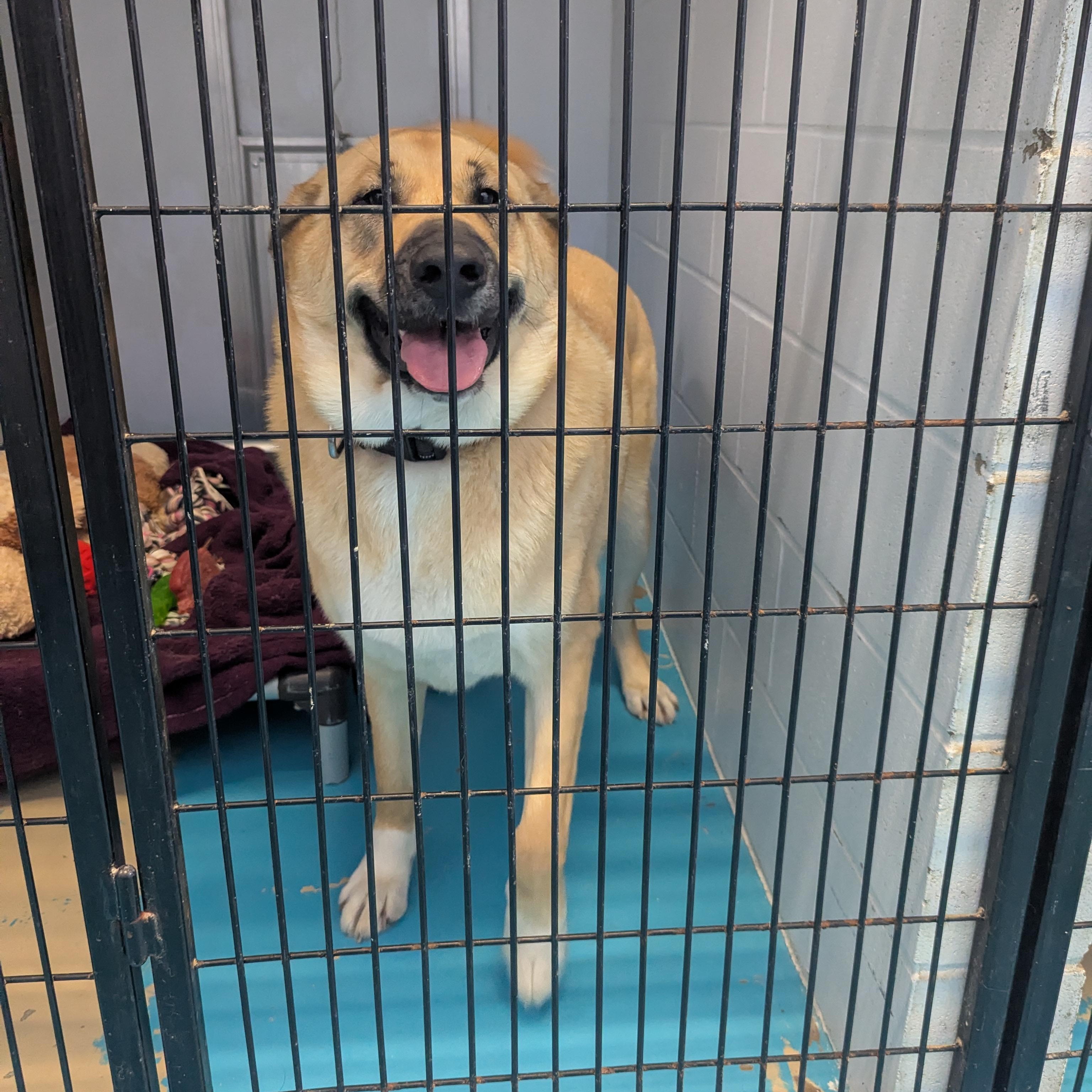 Enlarge Flynn, a ADOPTABLE mixed breed in Morden, MB image 2/2