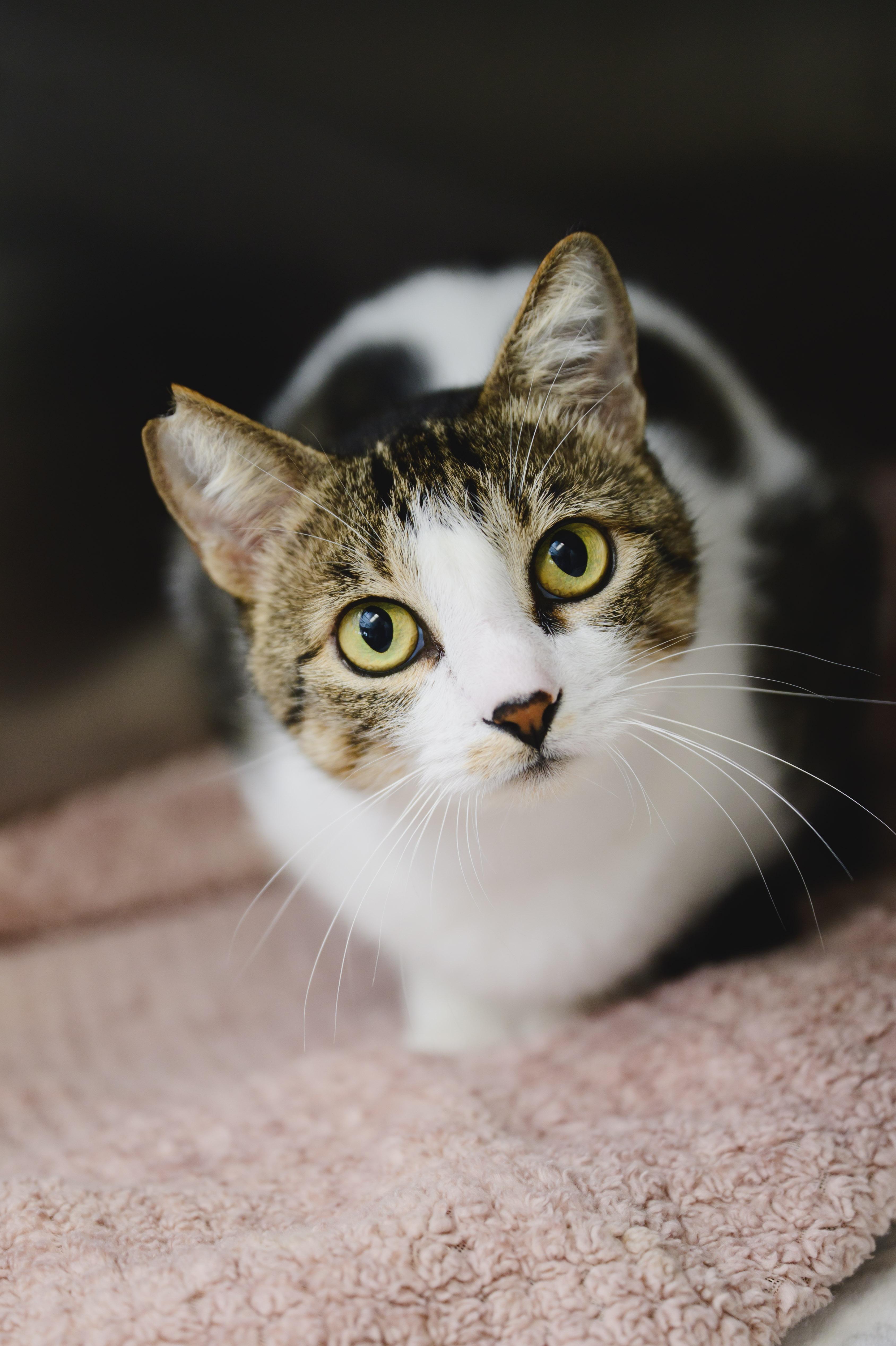 Enlarge Paani, a Adoptable Domestic Short Hair in Honolulu, HI image 2/6