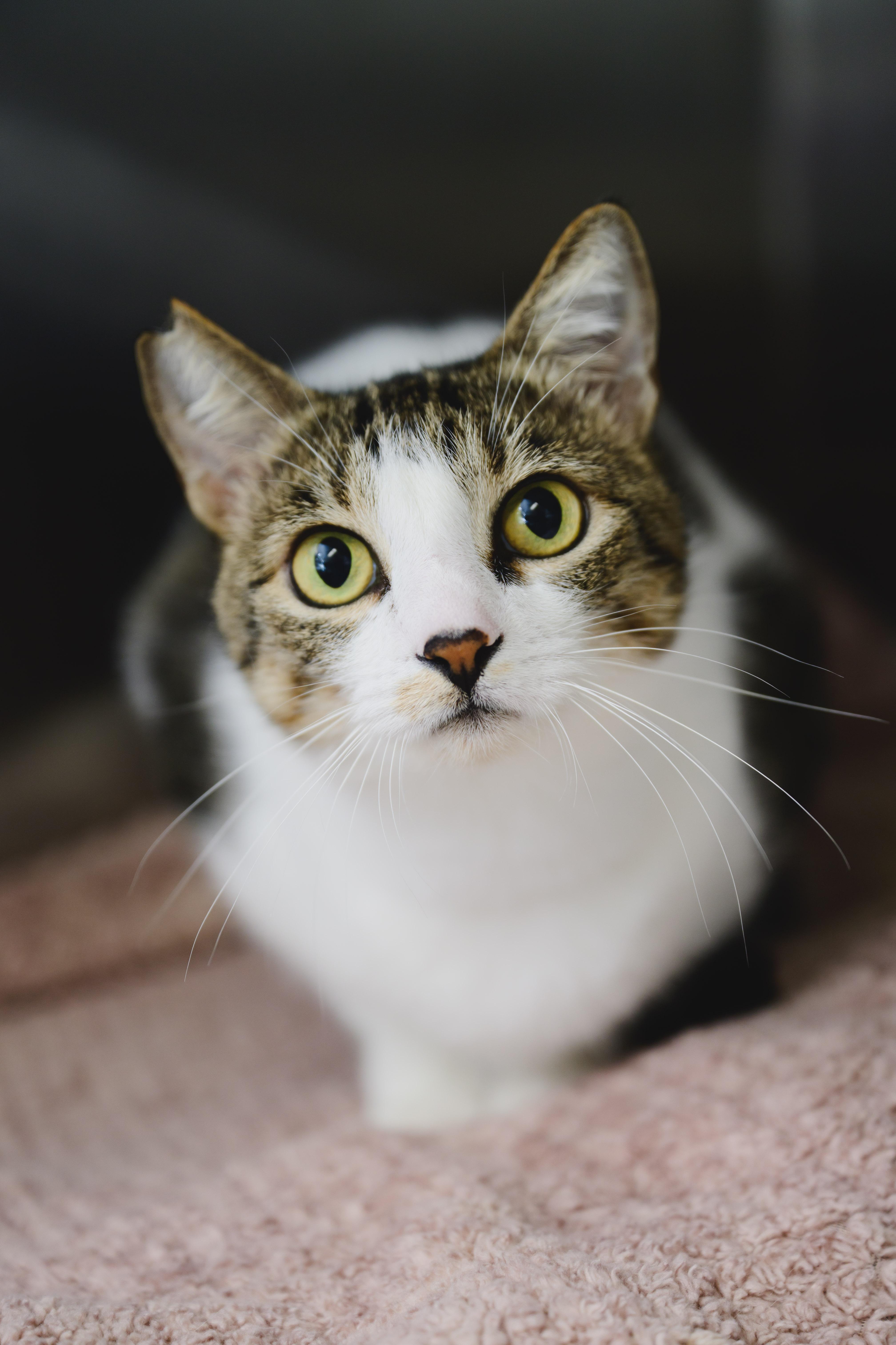 Enlarge Paani, a Adoptable Domestic Short Hair in Honolulu, HI image 4/6