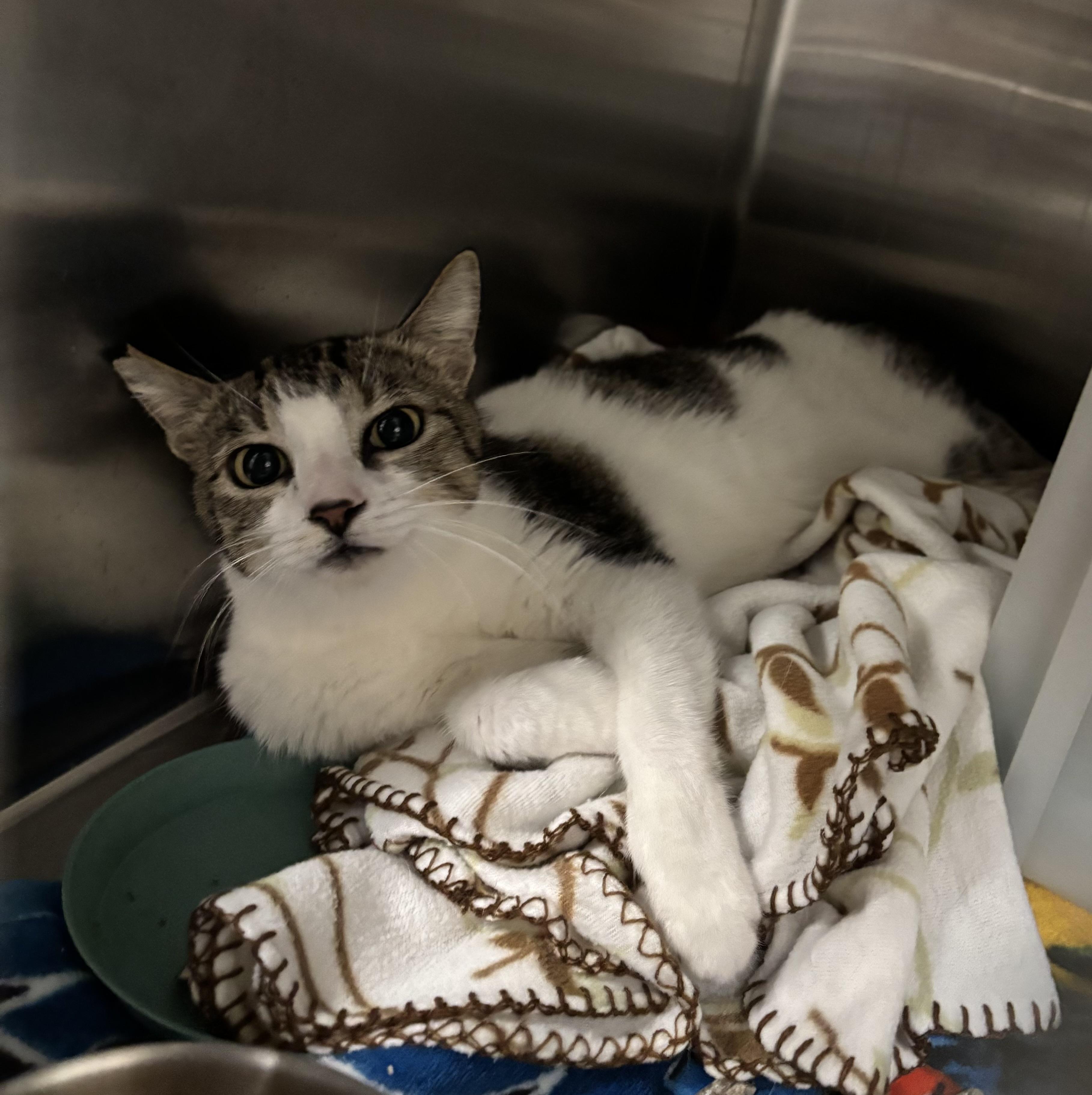 Enlarge Paani, a Adoptable Domestic Short Hair in Honolulu, HI image 5/6