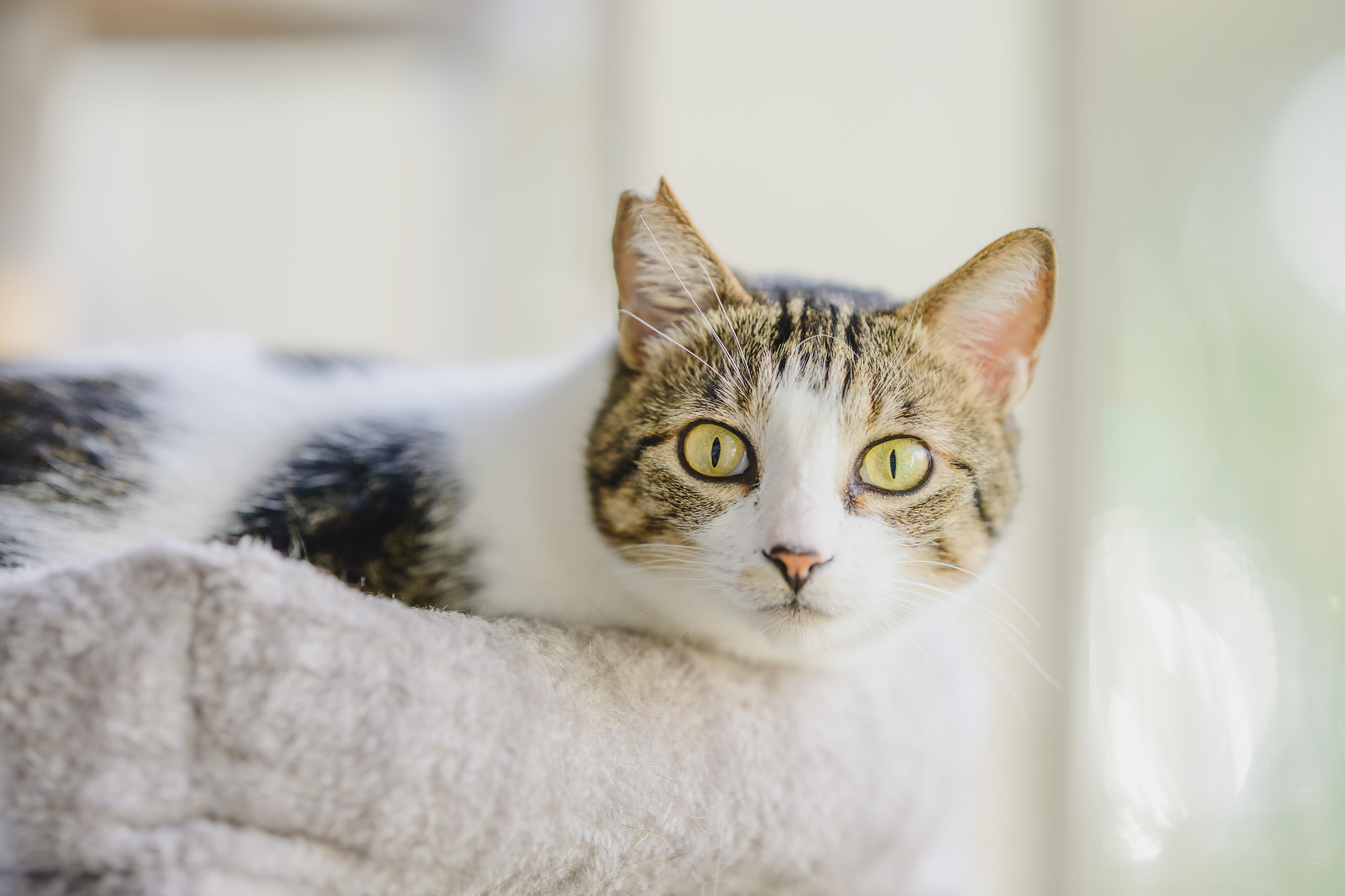 Paani, a Adoptable Domestic Short Hair in Honolulu, HI image 4/4